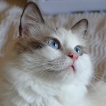 Ginger - 15 mois - Chatterie Ragdolls du Val de Beauvoir